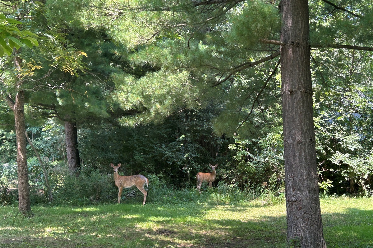 Deer frequent the yard.