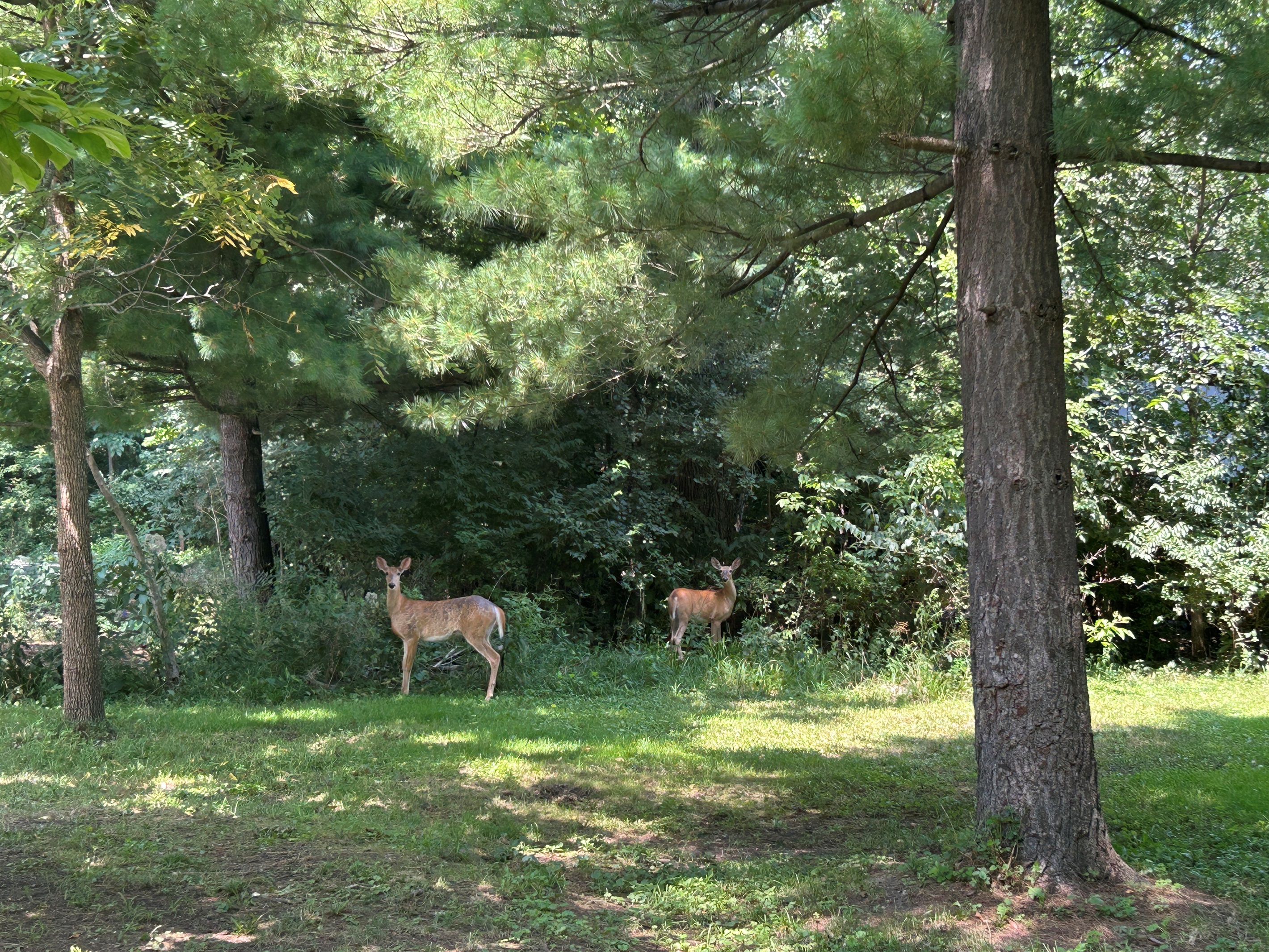 Deer frequent the yard.