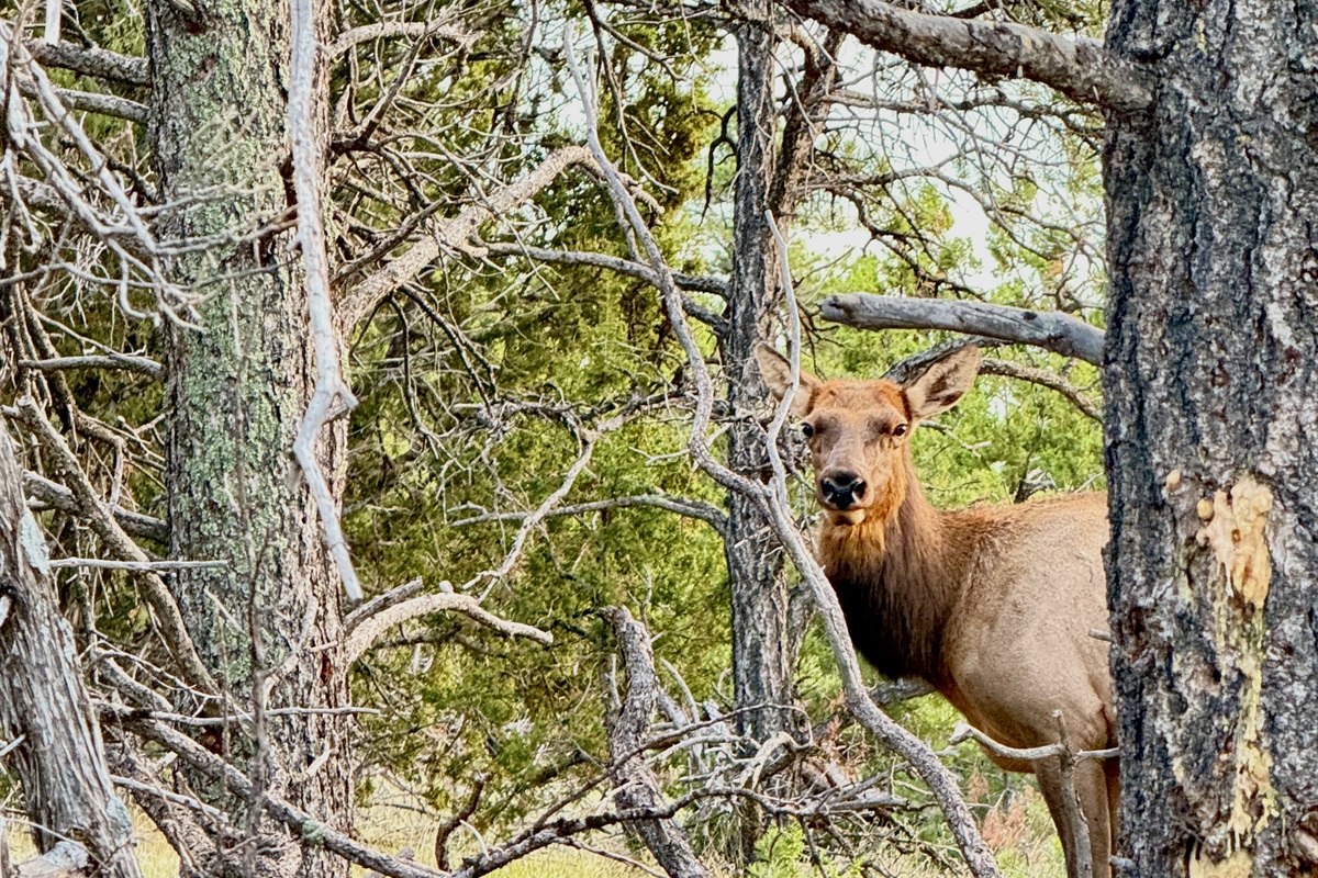 Our local neighbors you might encounter
