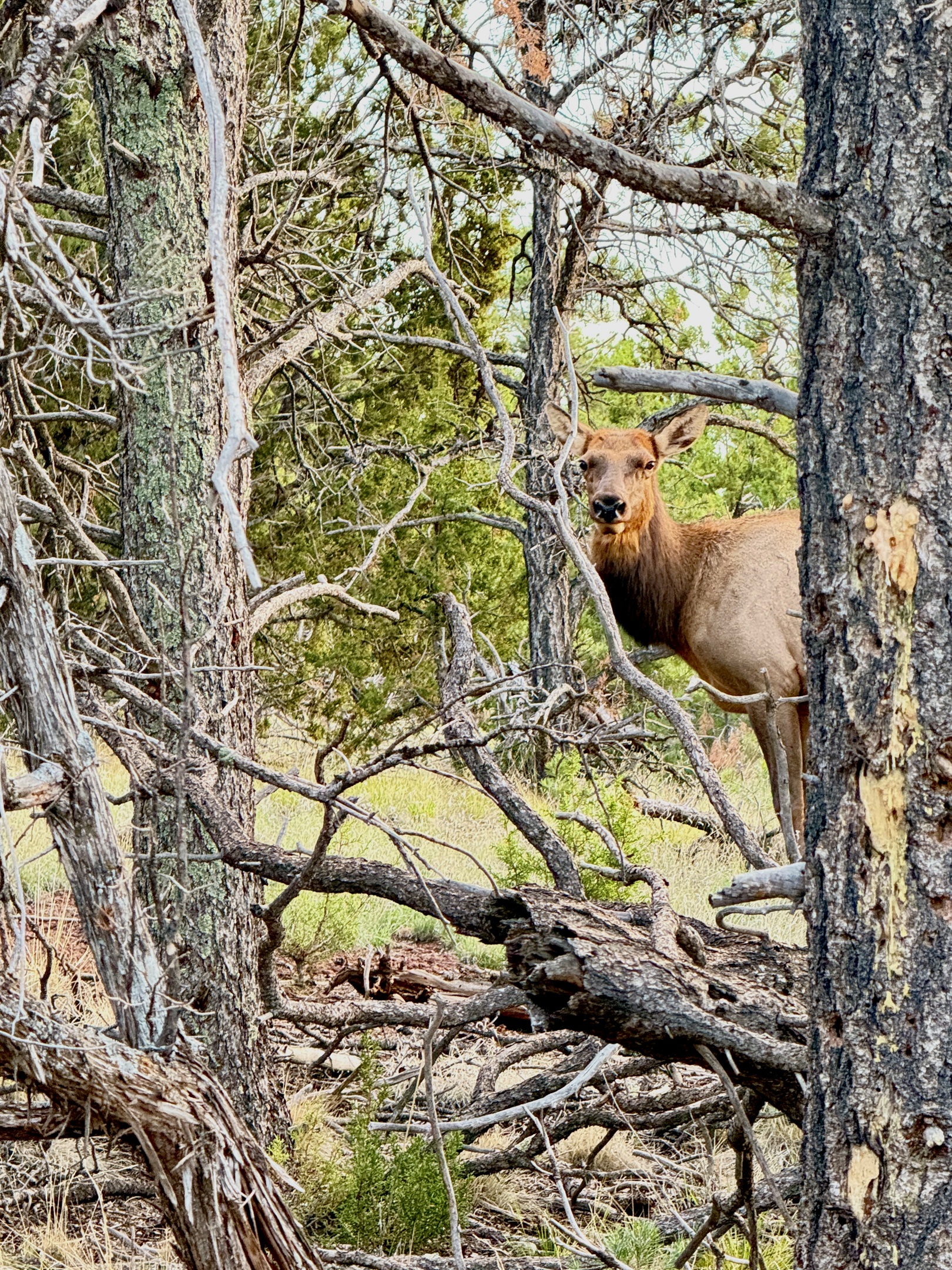 Our local neighbors you might encounter