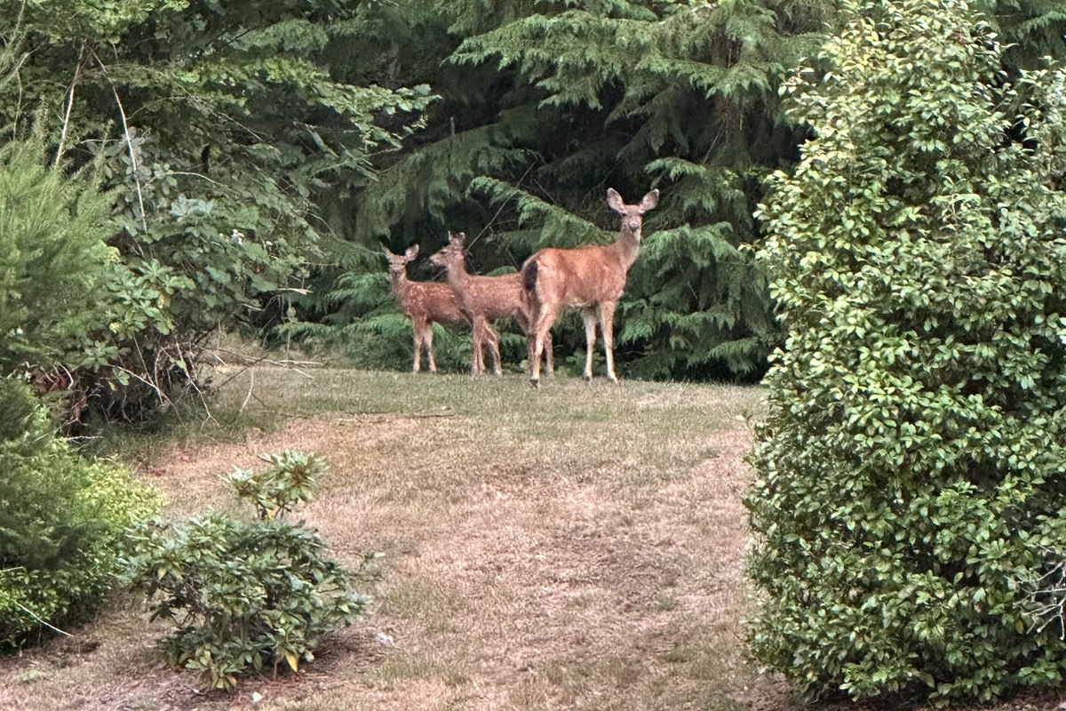A quiet moment with mama deer and her babies—nature’s sweetest visitors