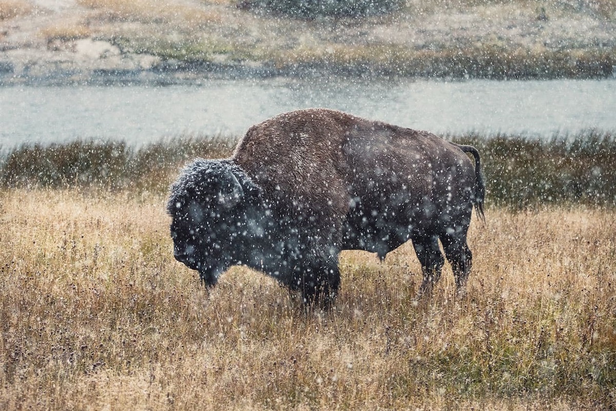 Yellowstone National Park only 30 min drive.