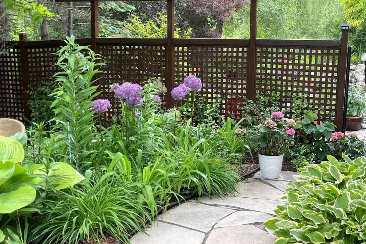 Side garden - May Alliums