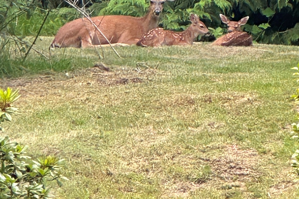 Enjoy the chance to spot deer and their fawns in the tranquil backyard—nature’s gentle guests