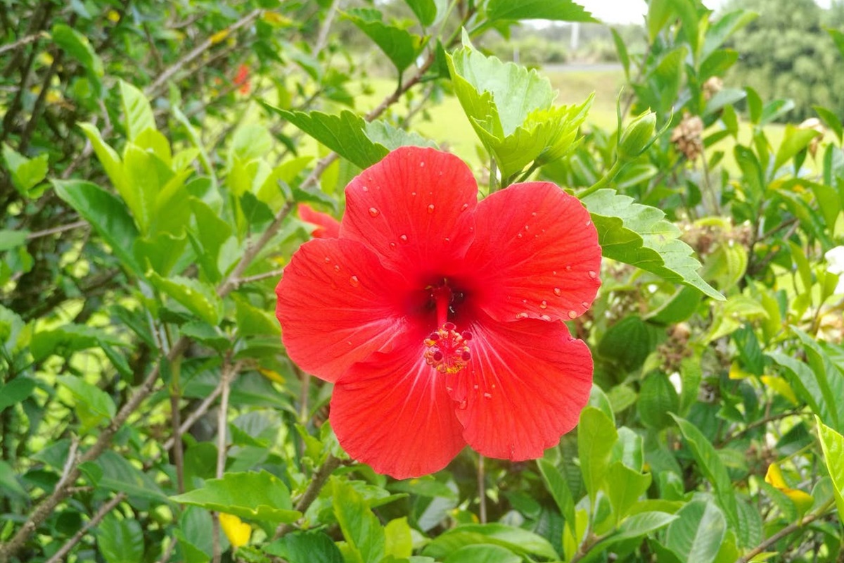 Flowers in the garden.