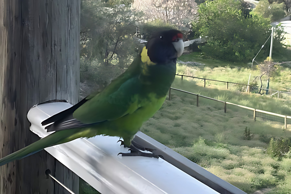 An Australian ringneck parrot perched on the deck railing at Lake Views & Coastal Escape, with Preston Beach and Lake Preston beyond, one of the many native birds seen from the house.