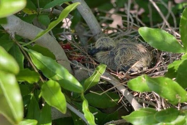 Please don't disturb the hatchling in the nest on the pomegranate tree