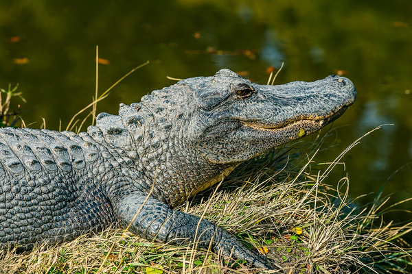 Alligator Adventure at Barefoot Landing — one of the world's largest reptile parks, 5 minutes away