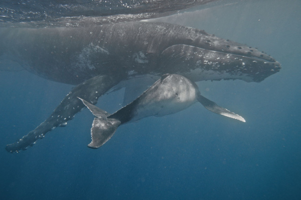 Whales