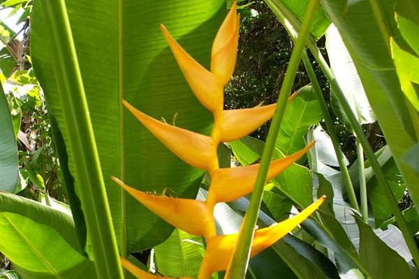 Heliconia - yellow