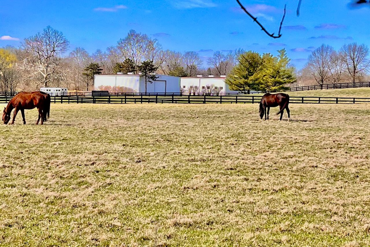 View of Historic Horse Farm from Backyard