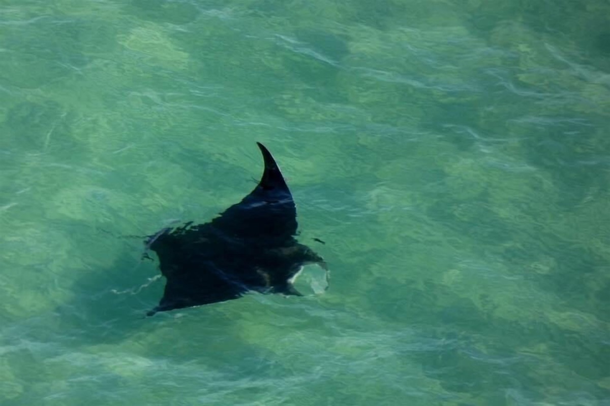 Manta Ray