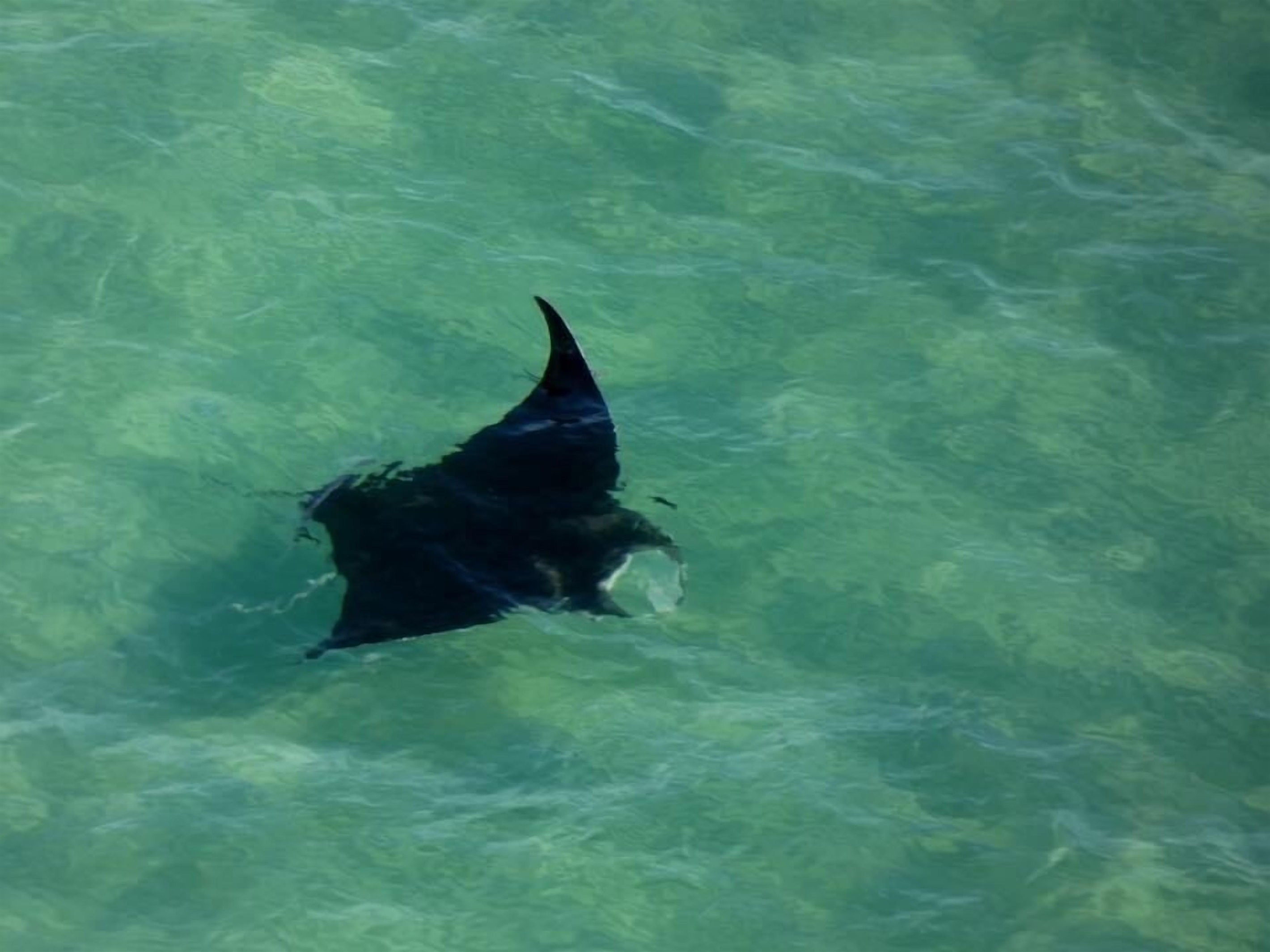 Manta Ray