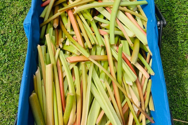 Rhubarb