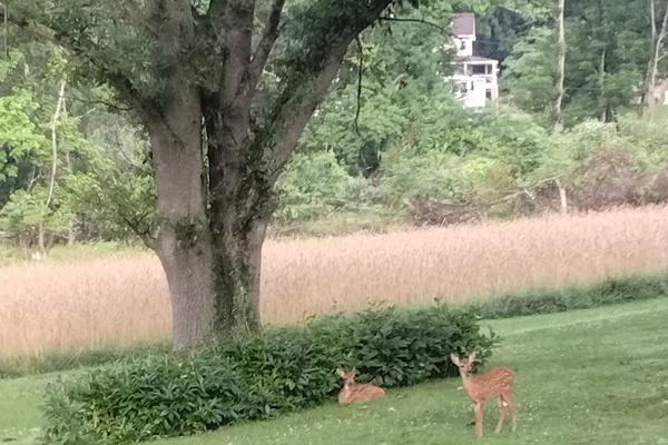 A quiet moment shared with some of our favorite local visitors