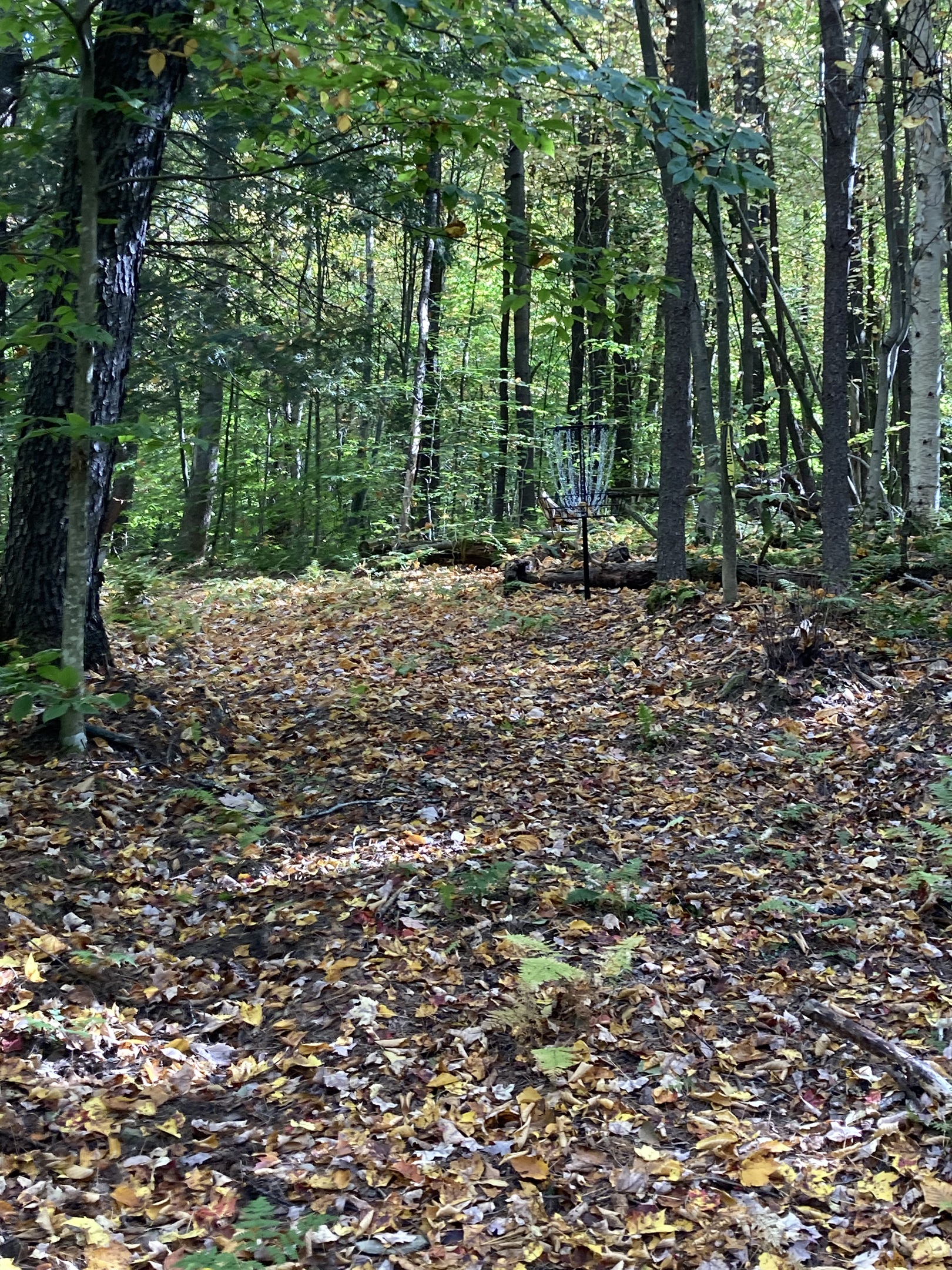9 hole Disc Golf Course in the woods