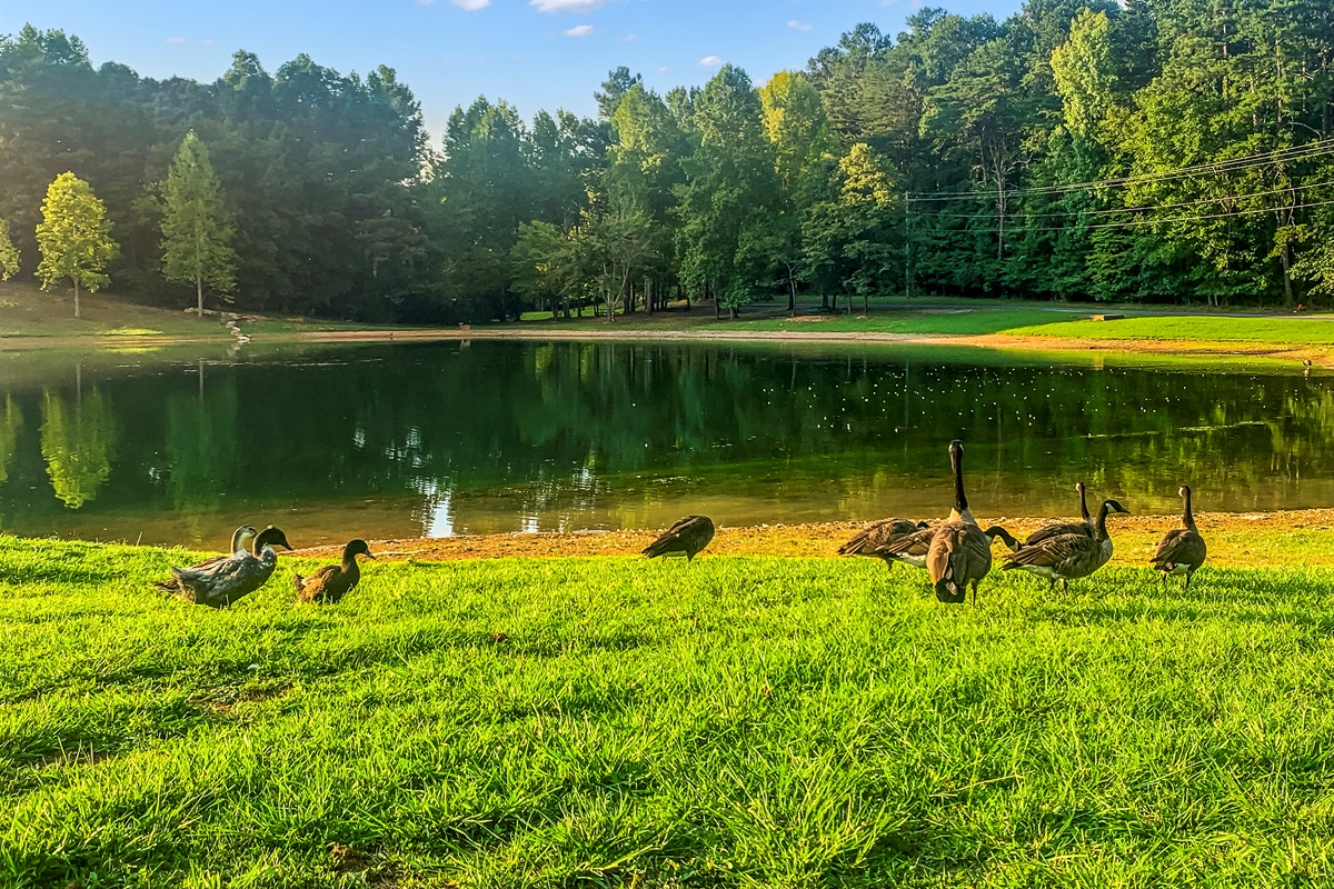 Always save your day old bread for feeding the ducks 