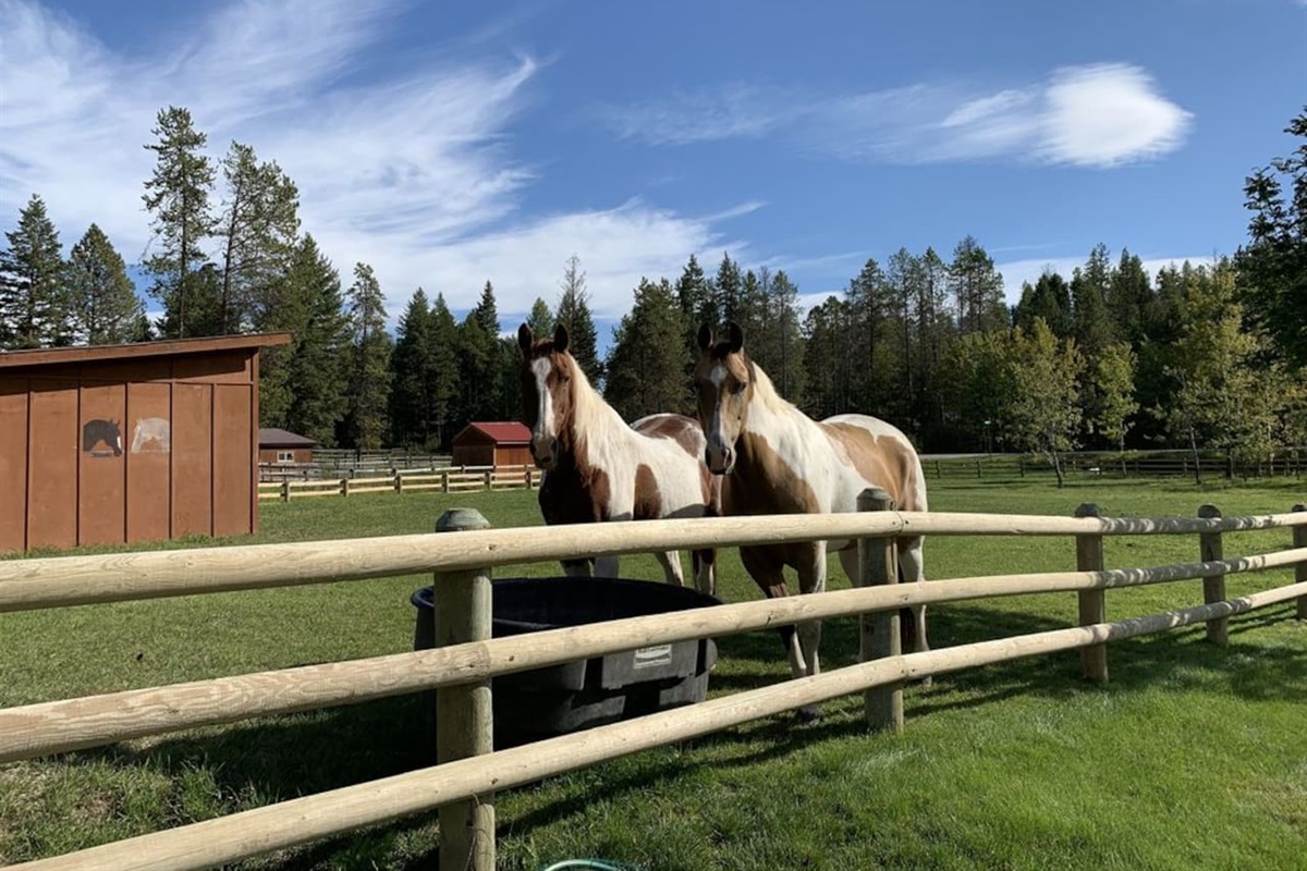 Horses, usually here from June - November.