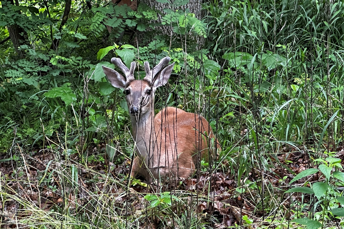 Wildlife in the Neighborhood!