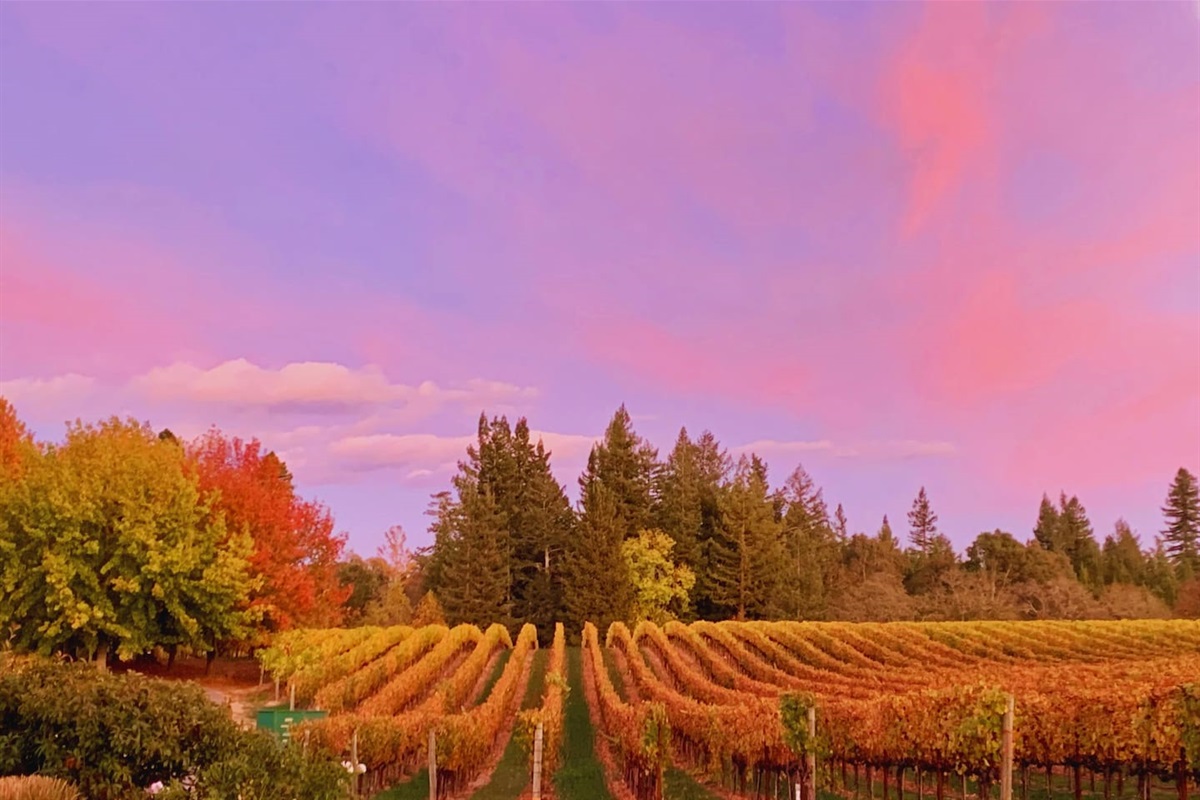 Experience a vineyard view like no other!