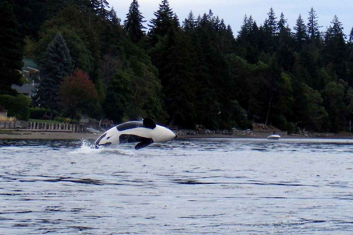 Orcas occasionally visit nearby, offering unforgettable glimpses of their majestic leaps (photo by neighbor Allen & Megan)