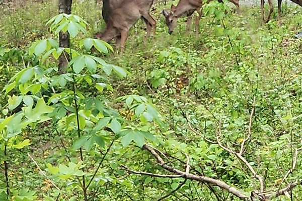 Some morning visitors.
