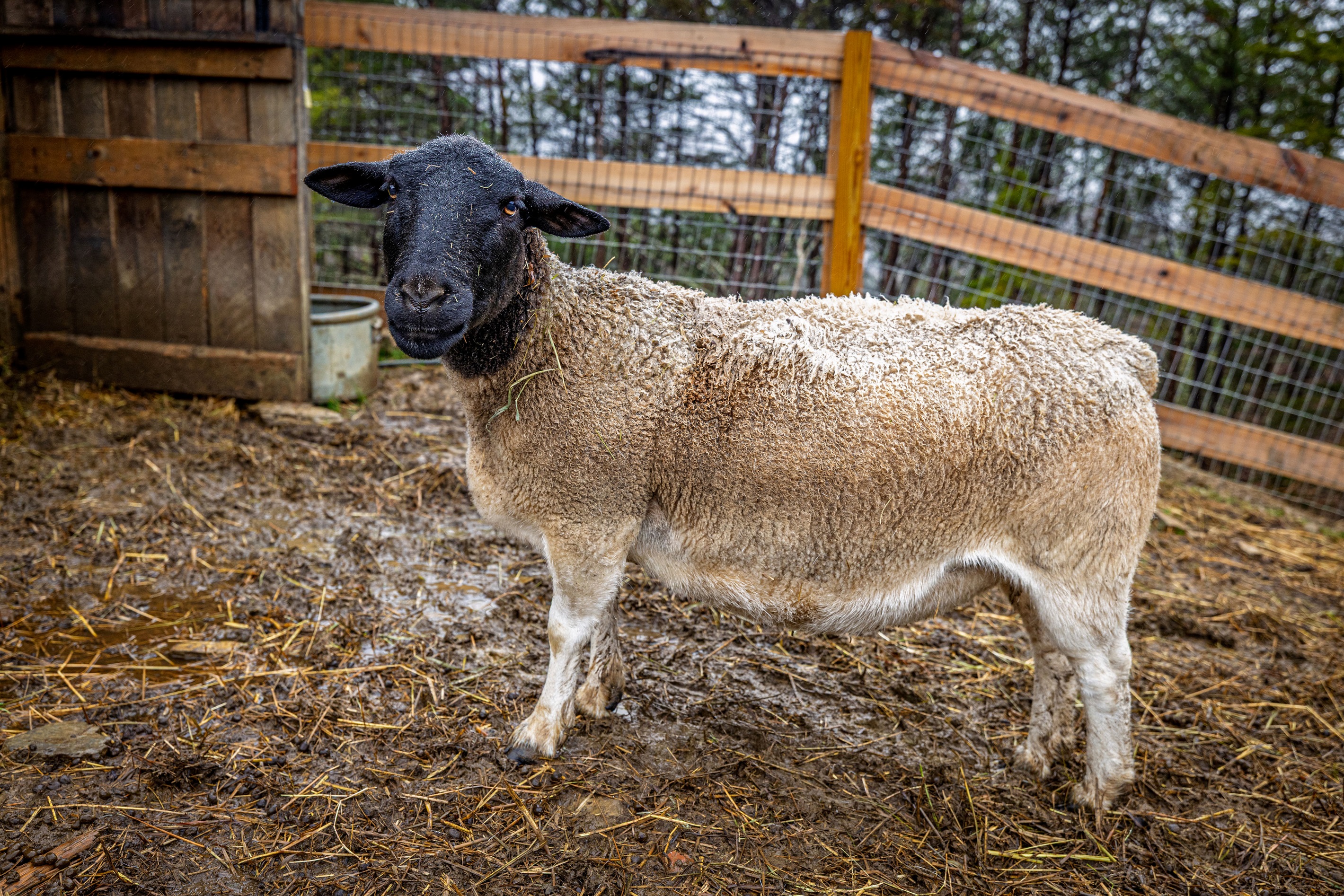 Community amenities include a petting zoo!