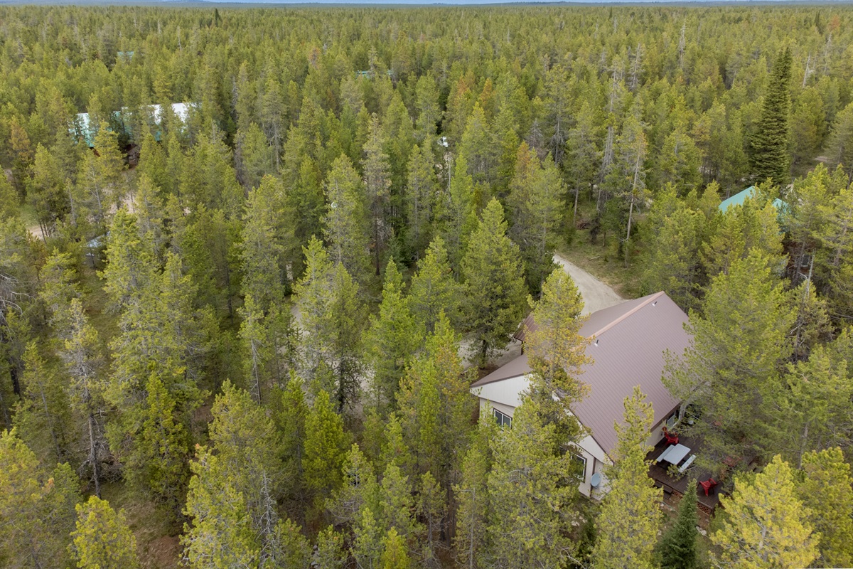 Drone view in the thick of the pines