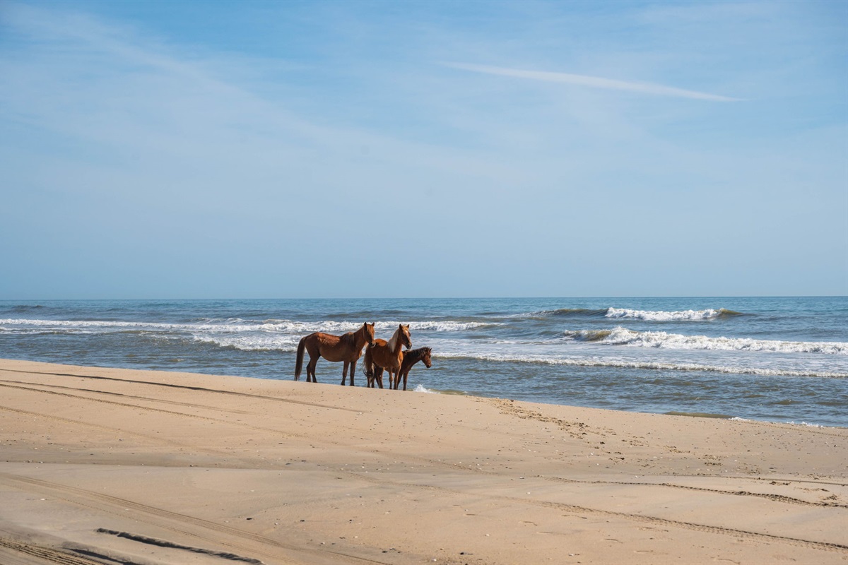 Amazing Wild Horses!
