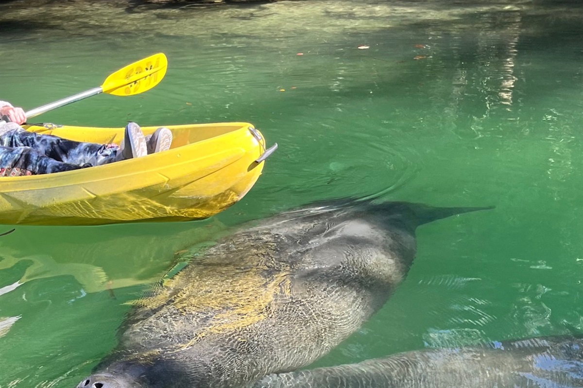 More manatees at hospital hole