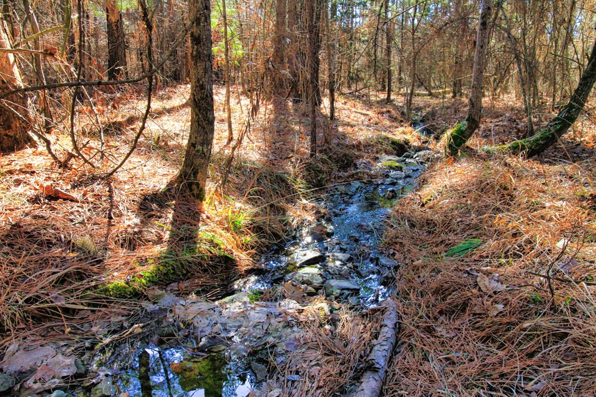Listen to the soothing sounds of the nearby creek while relaxing at your forest retreat.