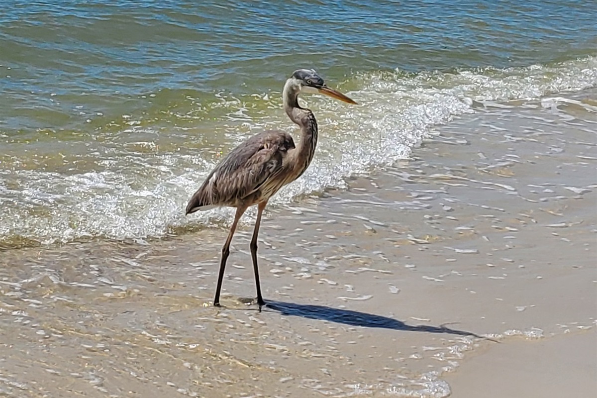 Just Strolling Along