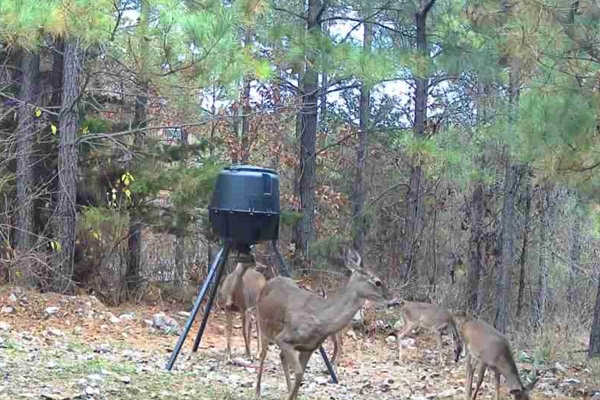Enjoy up-close wildlife views at our cabin — watch peaceful deer gather at the feeder right from the deck