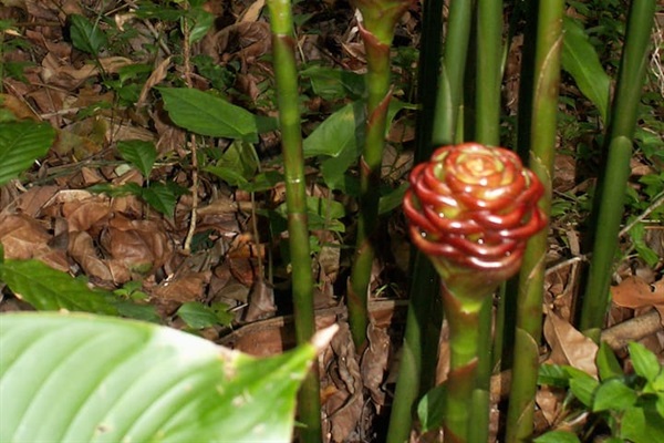 Torch Ginger