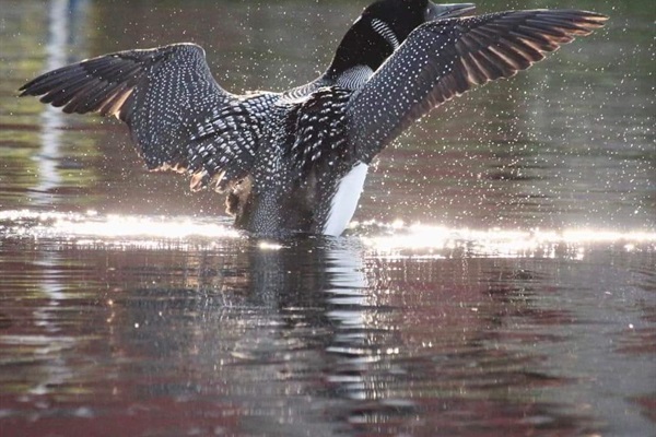 Protective Loon on Horace