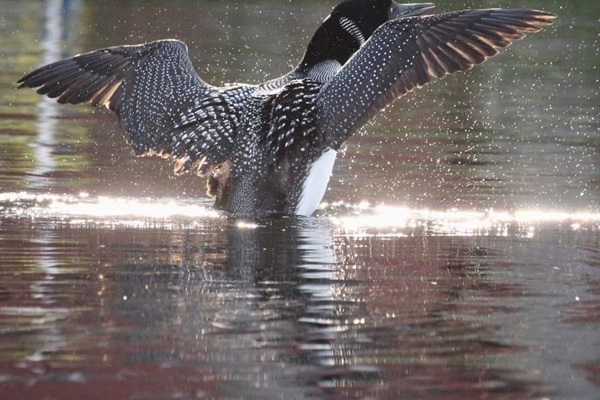 Protective Loon on Horace