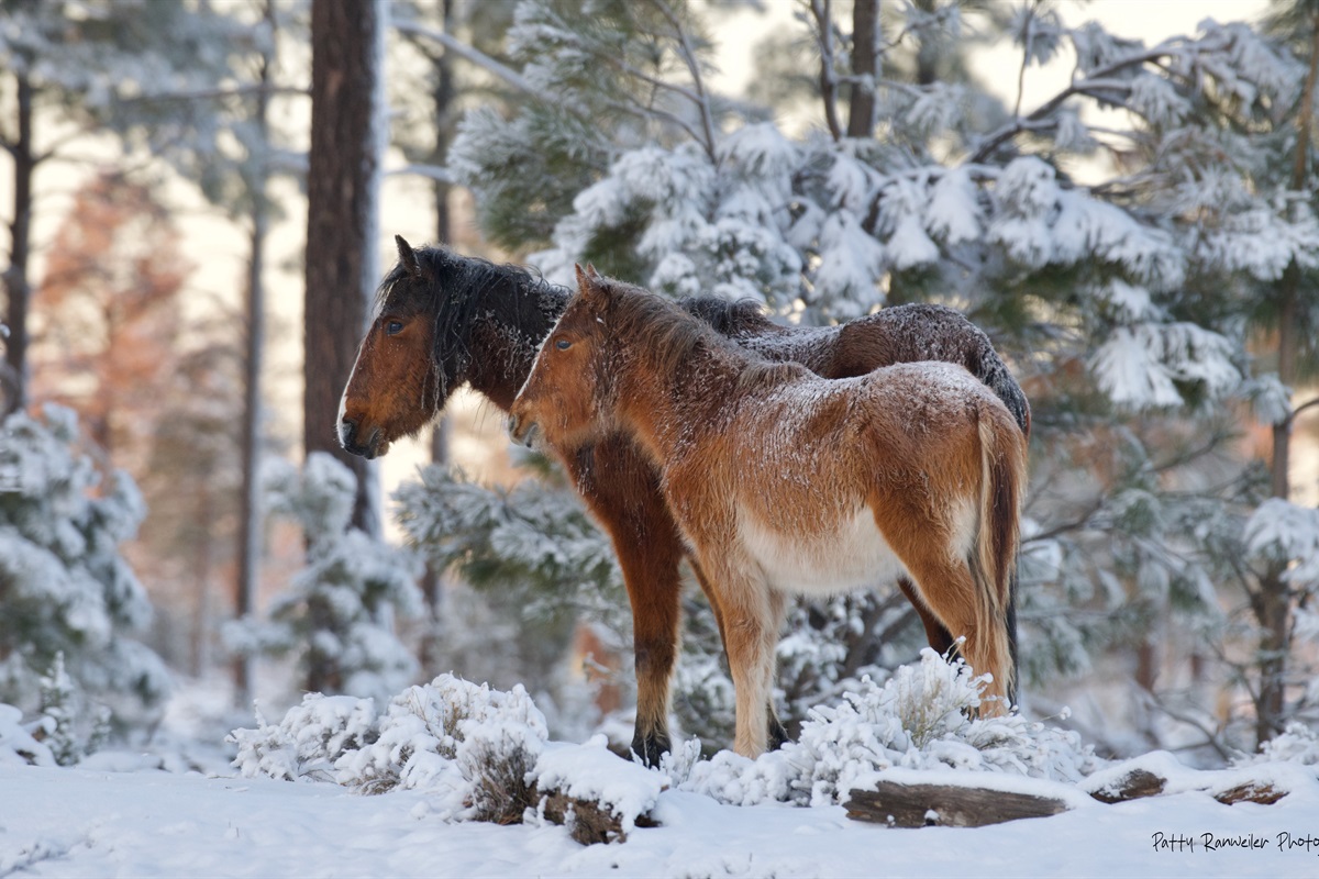 Wild Mustangs can often be seen at the National Forest line, in close proximity to the condo.