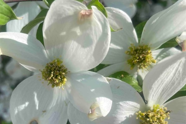 Dogwood blossoms steal the show in the month of April.  Countless dogwood trees are scattered throughout our property. 