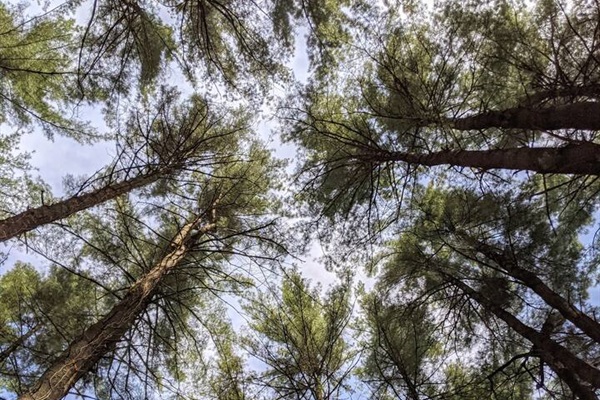 100' Trees on Pine Island at Rowan Creek trails (15 min)