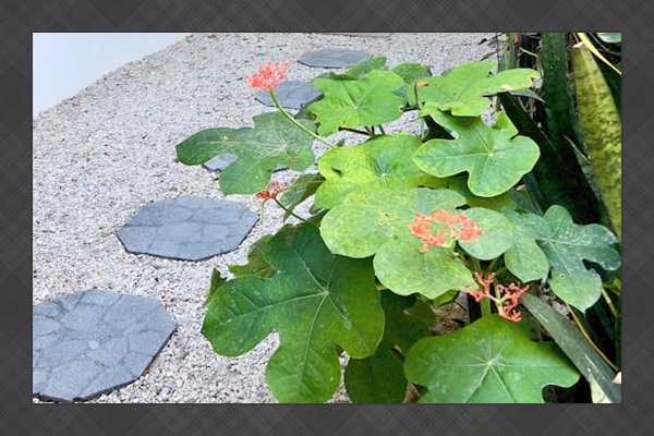 Casa Cocos and its entrance walkway.