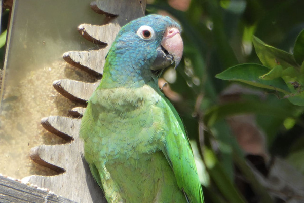 From time to time wild parrots stop by