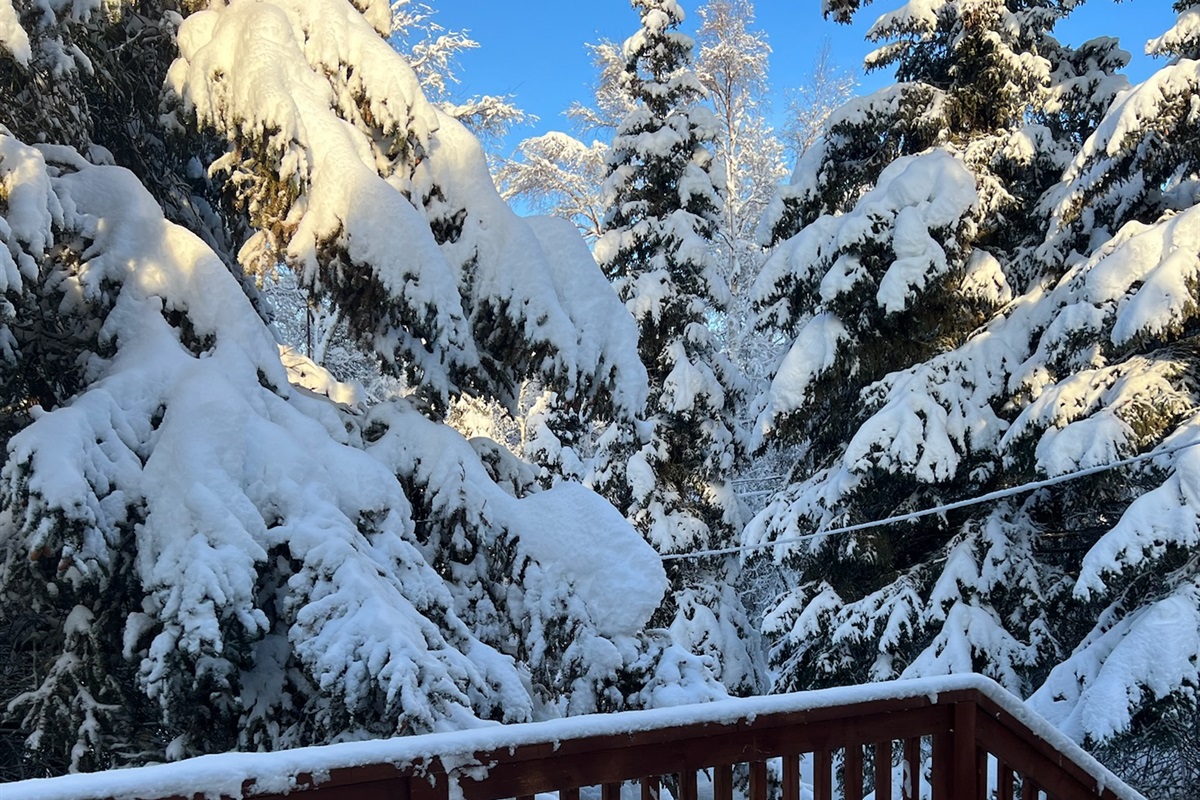 Large pines in the backyard