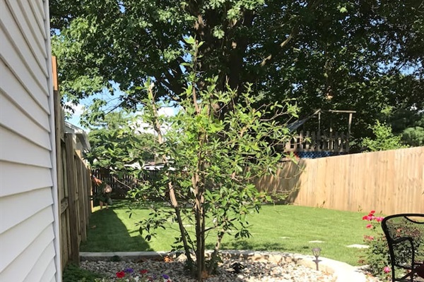 Backyard
