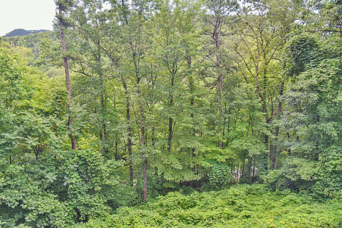 View from Deck