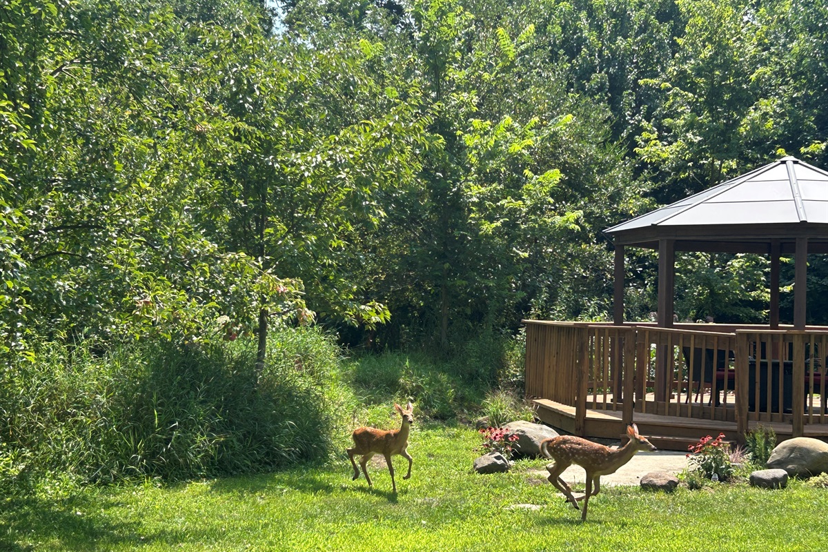 Deer come through the yard every day.
