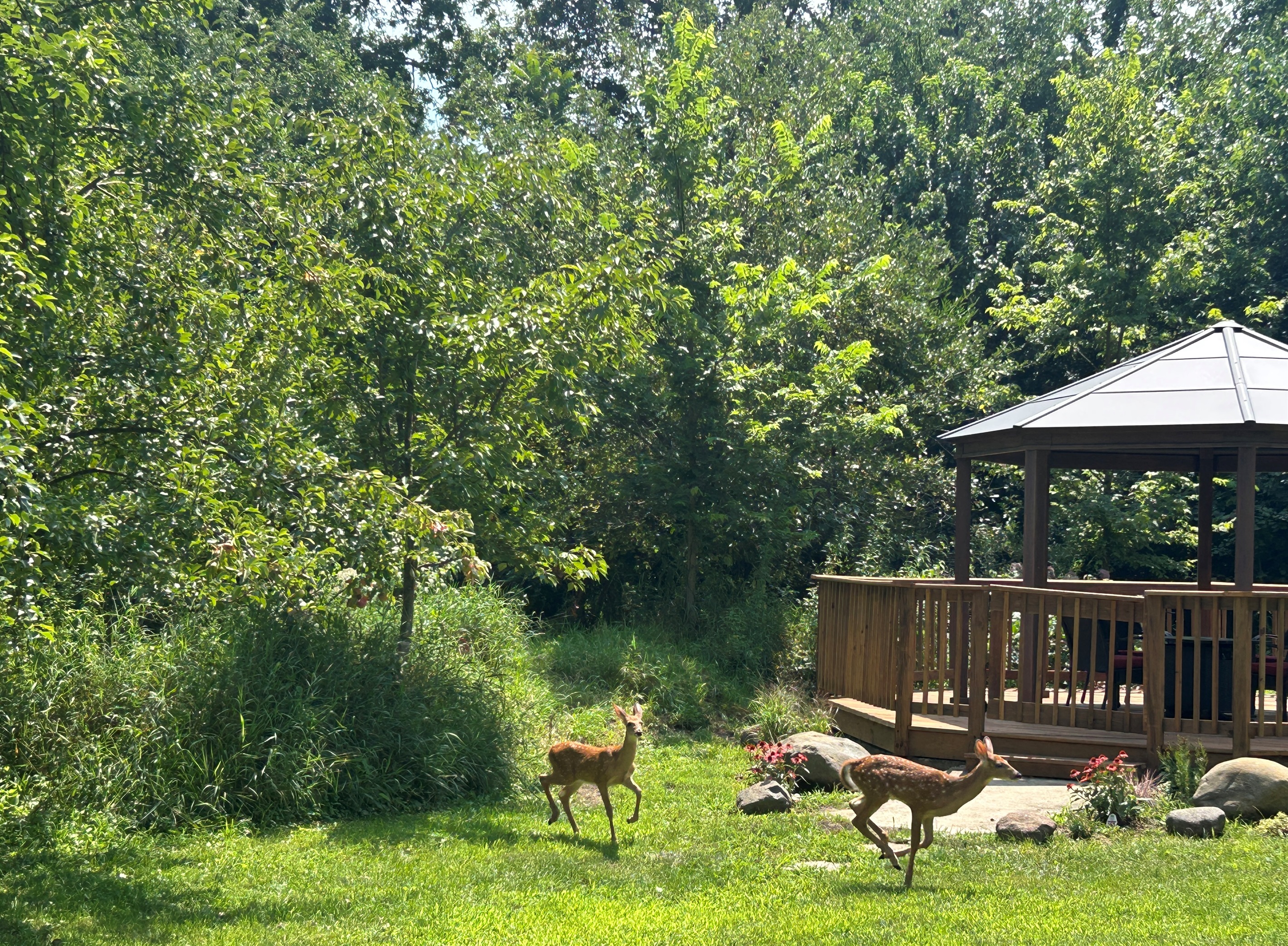 Deer come through the yard every day.