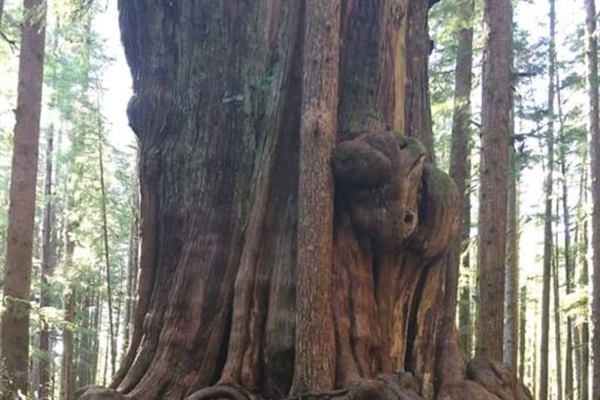 Another Gnarly Tree in Avatar Grove