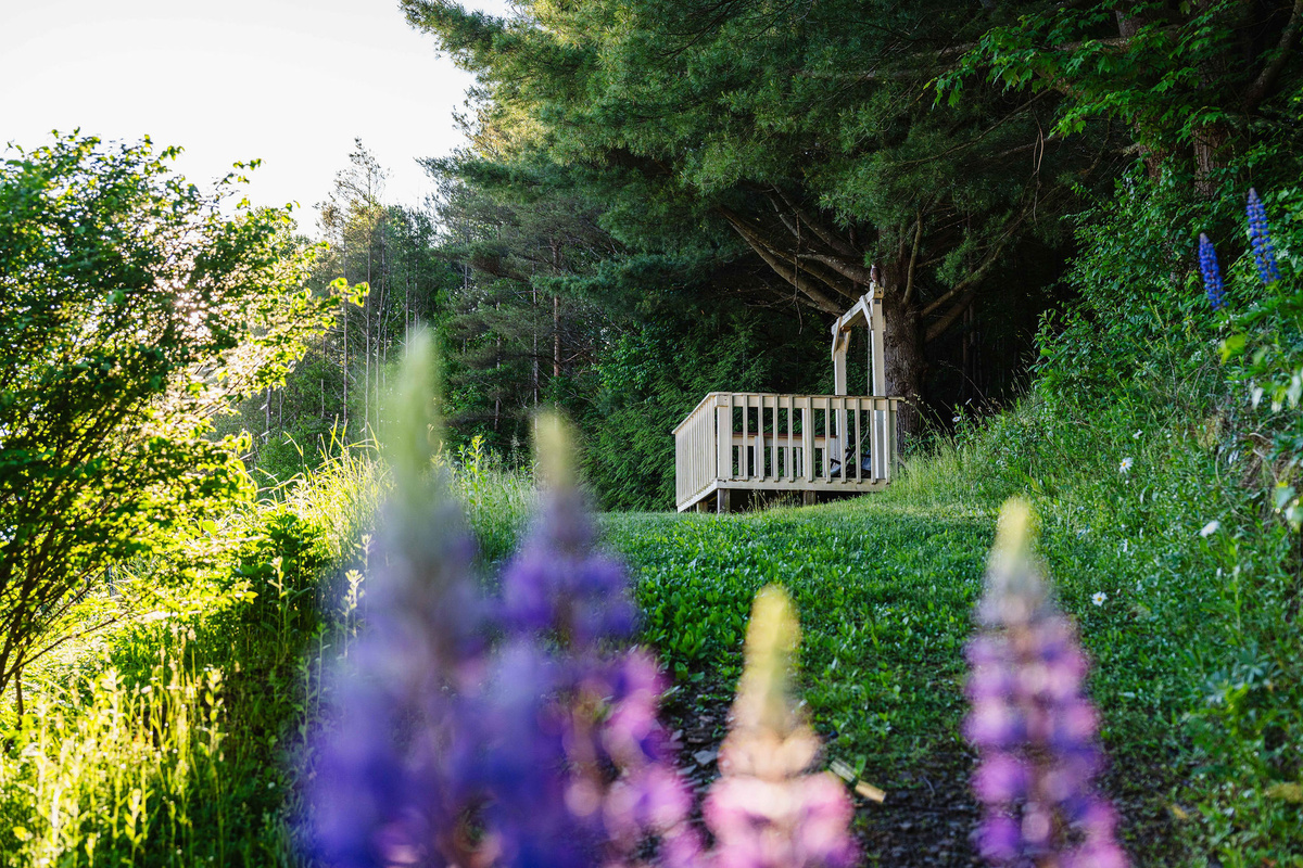 🌸 Spring lupines blooming across the property.