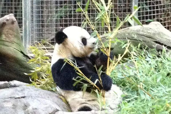 Another of our San Diego Zoo friends who you will enjoy seeing