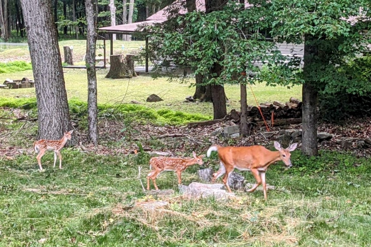 Deer frequent the yard morning and night!